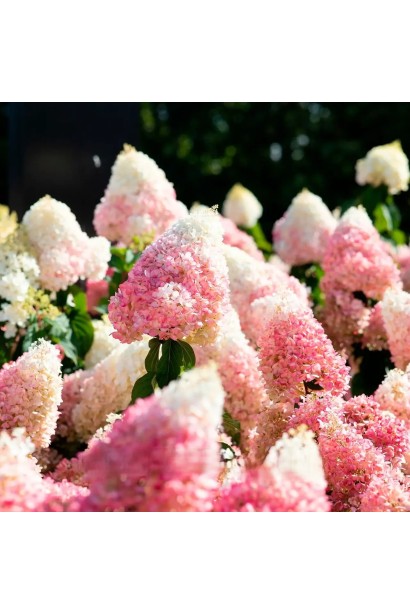 Гортензия метельчатая Living Strawberry Blossom в цвете